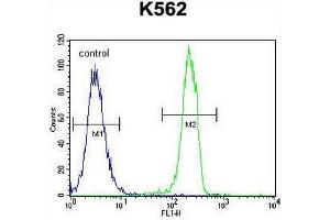 CT45A1 Antibody (N-term) flow cytometric analysis of K562 cells (right histogram) compared to a negative control cell (left histogram).