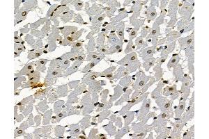 ABIN7097045 and ABIN7101112 at 1/100 staining rat heart tissue by IHC-P. (RNF169 Antikörper)
