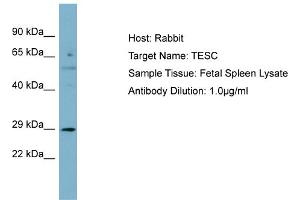 Host: Rabbit Target Name: TESC Sample Type: Fetal Spleen lysates Antibody Dilution: 1.