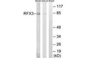 Western blot analysis of extracts from COLO/RAW264. (RFX3 Antikörper  (AA 641-690))