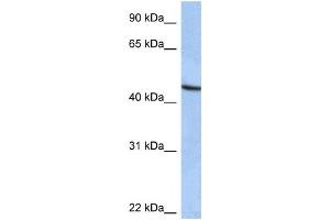 Western Blotting (WB) image for anti-Zinc Finger Protein 766 (ZNF766) antibody (ABIN2459402) (ZNF766 Antikörper)