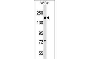 ITGA2 Antibody (C-term) (ABIN1536668 and ABIN2849419) western blot analysis in WiDr cell line lysates (35 μg/lane). (ITGA2 Antikörper  (C-Term))