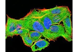 Immunofluorescence analysis of Hela cells using PLCG1 mouse mAb (green). (Phospholipase C gamma 1 Antikörper  (AA 1192-1291))