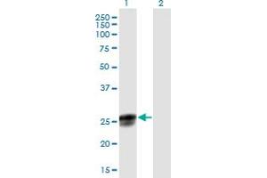 Western Blot analysis of NGRN expression in transfected 293T cell line by NGRN MaxPab polyclonal antibody. (NGRN Antikörper  (AA 1-219))