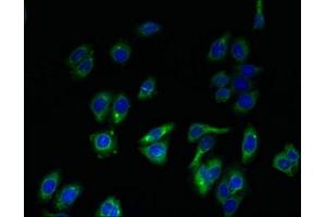 Immunofluorescent analysis of HepG2 cells using ABIN7151689 at dilution of 1:100 and Alexa Fluor 488-congugated AffiniPure Goat Anti-Rabbit IgG(H+L) (ERGIC1 Antikörper  (AA 48-254))