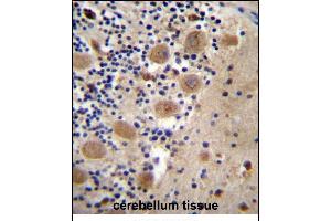 AFG3L2 Antibody (N-term) (ABIN657143 and ABIN2846279) immunohistochemistry analysis in formalin fixed and paraffin embedded human cerebellum tissue followed by peroxidase conjugation of the secondary antibody and DAB staining. (AFG3L2 Antikörper  (N-Term))