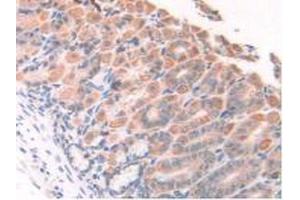 IHC-P analysis of Mouse Stomach Tissue, with DAB staining. (HPSE Antikörper  (AA 280-412))