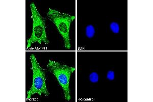 Immunofluorescence (IF) image for anti-Angiopoietin 1 (ANGPT1) (Internal Region) antibody (ABIN768552)