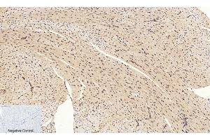 Immunohistochemical analysis of paraffin-embedded mouse heart tissue.