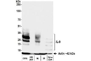 Western Blotting (WB) image for anti-Interleukin 9 (IL9) (AA 19-144) antibody (ABIN7795753)