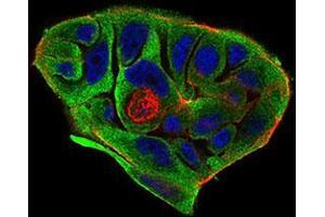 Immunofluorescence (IF) image for anti-Beta-secretase 1 (BACE1) (AA 112-324) antibody (ABIN2682977)