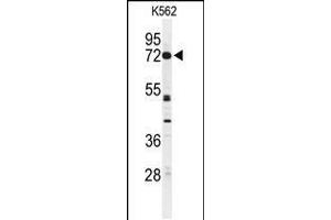 Western blot analysis of CNGA2 Antibody in K562 cell line lysates (35ug/lane) (CNGA2 Antikörper  (N-Term))