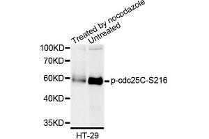 Western blot analysis of extracts of HT-29 cells, using Phospho-cdc25C-S216 antibody (ABIN5995616). (CDC25C Antikörper  (pSer216))