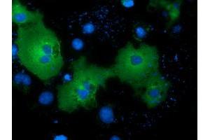 Immunofluorescence (IF) image for anti-NIMA (Never In Mitosis Gene A)-Related Kinase 11 (NEK11) antibody (ABIN1499683) (NEK11 Antikörper)