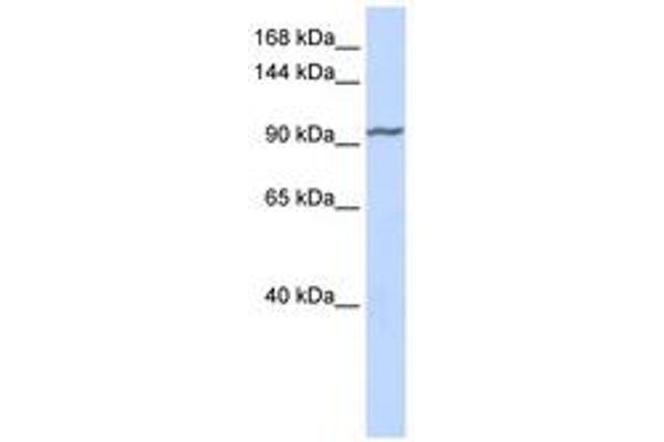 ZNF280D 抗体  (AA 540-589)