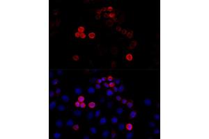 Immunofluorescence analysis of HeLa cells using Filamin A antibody (ABIN7267206) at dilution of 1:100 (40x lens). (Filamin A Antikörper  (C-Term))