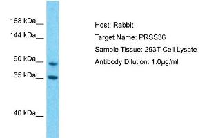 Host: Rabbit Target Name: PRSS36 Sample Type: 293T Whole Cell lysates Antibody Dilution: 1.