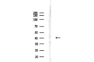 anti-Cyclin G2 (CCNG2) (C-Term) antibody