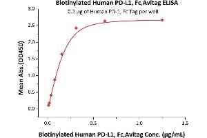 Immobilized Human PD-1, Fc Tag (ABIN2181608,ABIN2181607) at 2 μg/mL (100 μL/well) can bind Biotinylated Human PD-L1, Fc,Avitag (ABIN5674607,ABIN6253677) with a linear range of 10-313 ng/mL (QC tested). (PD-L1 Protein (AA 19-238) (Fc Tag,AVI tag,Biotin))