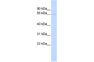 WB Suggested Anti-KCNV2 Antibody Titration:  0. (KCNV2 Antikörper  (N-Term))