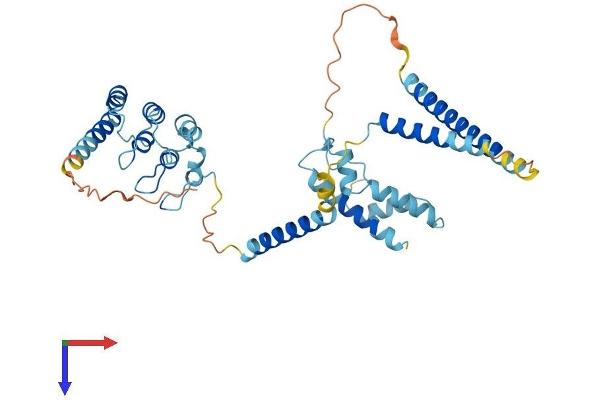 NFKBIL1 Protein (AA 1-381) (His tag)