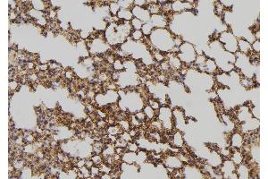 ABIN6275055 at 1/100 staining Mouse lung tissue by IHC-P. (DHRS4 Antikörper  (C-Term))