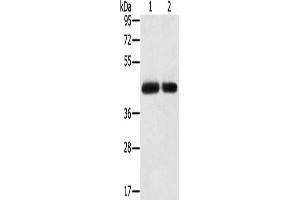 Gel: 8 % SDS-PAGE, Lysate: 40 μg, Lane 1-2: PC3 cells, hepg2 cells, Primary antibody: ABIN7192401(SLC16A3 Antibody) at dilution 1/200, Secondary antibody: Goat anti rabbit IgG at 1/8000 dilution, Exposure time: 2 minutes (SLC16A3 Antikörper)