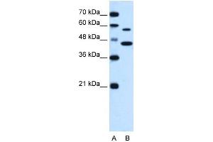 SLC39A5 antibody used at 0.