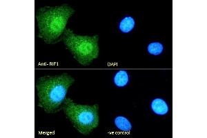 (ABIN5539883) Immunofluorescence analysis of paraformaldehyde fixed HEK293 cells, permeabilized with 0.