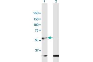 Western Blot analysis of BMP10 expression in transfected 293T cell line by BMP10 MaxPab polyclonal antibody. (BMP10 Antikörper  (AA 1-424))