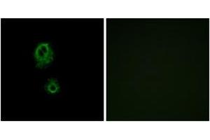 Immunofluorescence analysis of A549 cells, using MRGRG Antibody. (Mrgprg Antikörper  (AA 231-280))