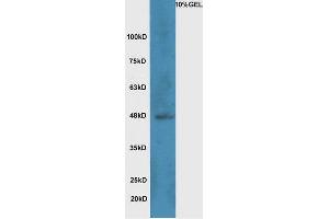 Lane 1:A549 cell lysates probed with Rabbit Anti-Wnt8b Polyclonal Antibody, Unconjugated  at 1:5000 for 90 min at 37˚C.