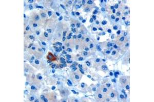 ABIN185152 (10µg/ml) staining of paraffin embedded Human Pancreas.