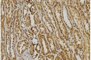 ABIN6278444 at 1/100 staining Mouse kidney tissue by IHC-P. (alpha Defensin 1 Antikörper)