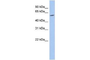 WB Suggested Anti-TRIM62 Antibody Titration:  0. (TRIM62 Antikörper  (N-Term))