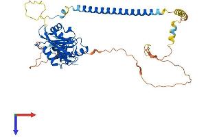 DBNL Protein (AA 1-430) (His tag)