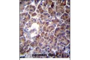 PTDSS2 Antibody (N-term) (ABIN656975 and ABIN2846159) immunohistochemistry analysis in formalin fixed and paraffin embedded human pancreas tissue followed by peroxidase conjugation of the secondary antibody and DAB staining. (PTDSS2 Antikörper  (N-Term))