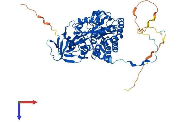 DPYSL2 Protein (AA 1-572) (His tag)