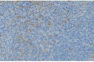 ABIN6276652 at 1/100 staining Human lymph node tissue by IHC-P. (GSTT1 Antikörper  (N-Term))