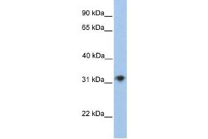 Western Blotting (WB) image for anti-Carbohydrate (Chondroitin 4) Sulfotransferase 13 (CHST13) antibody (ABIN2459260) (CHST13 Antikörper)