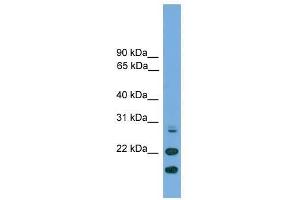 ASF1A antibody used at 0. (ASF1A Antikörper  (N-Term))