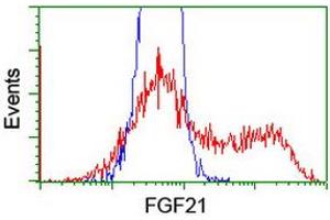 HEK293T cells transfected with either RC204538 overexpress plasmid (Red) or empty vector control plasmid (Blue) were immunostained by anti-FGF21 antibody (ABIN2454475), and then analyzed by flow cytometry. (FGF21 Antikörper  (AA 29-209))