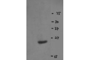 Image no. 2 for anti-RNA Binding Motif Protein 8A (RBM8A) antibody (ABIN108587) (RBM8A Antikörper)