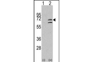 Western blot analysis of ERK8 (arrow) using rabbit polyclonal ERK8 Antibody (N-term) (ABIN391796 and ABIN2841651). (MAPK15 Antikörper  (N-Term))