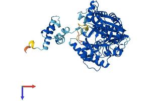 ELP3/KAT9 Protein (AA 1-547) (His tag)