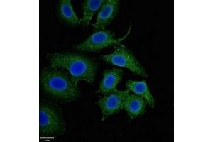 Immunofluorescent analysis of A549 cells using ABIN7160874 at dilution of 1:100 and Alexa Fluor 488-congugated AffiniPure Goat Anti-Rabbit IgG(H+L) (NQO1 Antikörper  (AA 55-155))