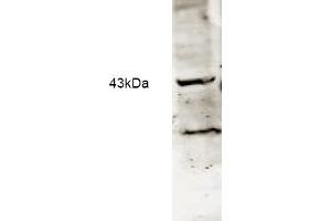 Western blot analysis using Affinity Purified anti-Neu2 antibody to detect Neu-2 present in a lysate expressing human Neu2 (1. (NEU2 Antikörper  (AA 110-124))