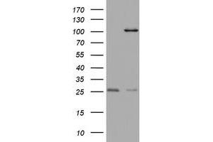 Western Blotting (WB) image for anti-Chromosome 3 Open Reading Frame 15 (C3orf15) (AA 1-313) antibody (ABIN2715591)