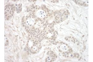 anti-Origin Recognition Complex, Subunit 3 (ORC3) (AA 325-375) antibody