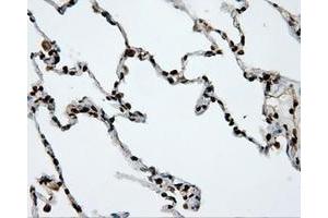 Image no. 11 for anti-Amyloid beta (A4) Precursor Protein (APP) antibody (ABIN1496877) (APP Antikörper)